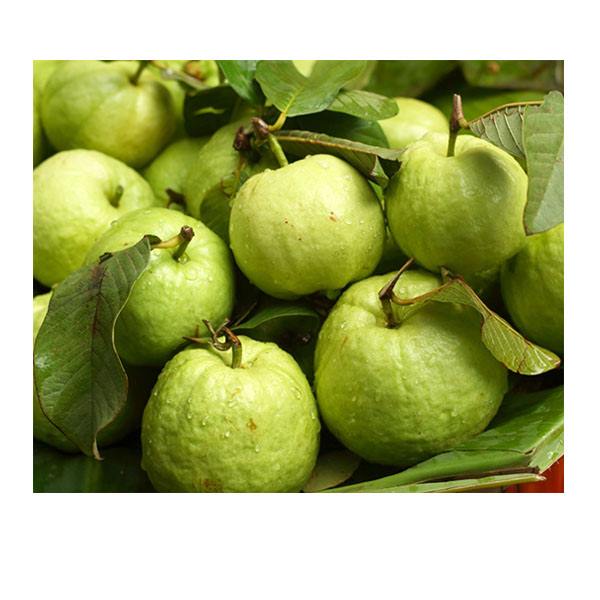 Ăn ổi chữa bệnh trĩ nội, trĩ ngoại