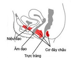 Bài tập cho cơ đáy chậu