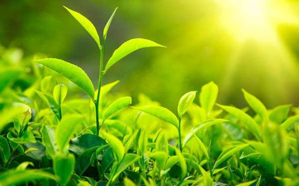 4 mẹo làm đẹp đơn giản hiệu quả với trà xanh 4 mẹo làm đẹp đơn giản hiệu quả với trà xanh