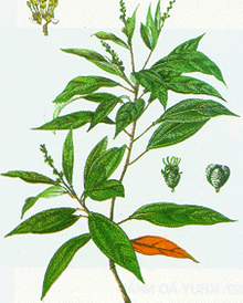 Khổ sâm chữa rối loạn nhịp tim