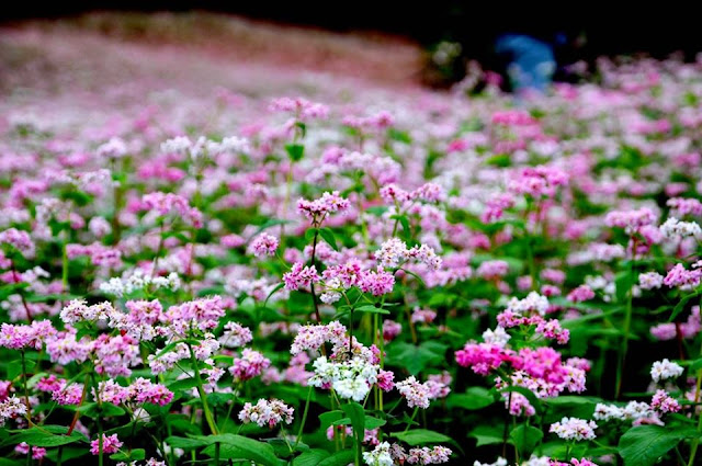 Cánh đồng hoa Tam Giác Mạch
