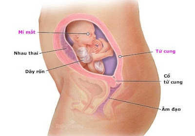 Thai nhi 21 tuần tuổi: thông tin hữu ích dành cho mẹ