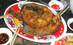 Ăn cá chạch chữa bệnh