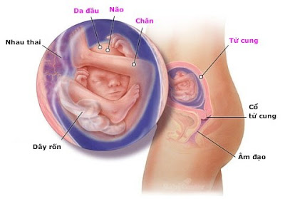 Thai nhi 19 tuần tuổi: Thông tin hữu ích dành cho mẹ Thai nhi 19 tuần tuổi: Thông tin hữu ích dành cho mẹ